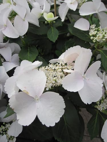 Garland Hydrangea macrophylla Runaway Bride ® - Girlanden-Hortensie - 30-40 cm von Baumschule Pflanzenvielfalt