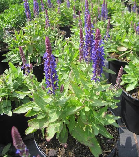 Garten-Blüten-Salbei Blue Bouquetta - Salvia nemorosa Blue Bouquetta von Baumschule Pflanzenvielfalt