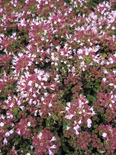 Garten-Dost Oregano Compaktum - Origanum vulgare Compaktum - Gewürz- und Heilpflanze Stückzahl Rabatt Einzelpreis von Baumschule Pflanzenvielfalt