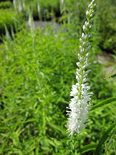 Garten-Ehrenpreis White Jolanda - Veronica virginica Verpackungseinheit 1 von Baumschule Pflanzenvielfalt