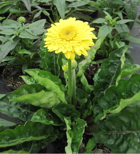 Garten-Gerbera Majestic ® Yellow - Gerbera/Garvinea jamesonii Majestic ® Yellow von Baumschule Pflanzenvielfalt