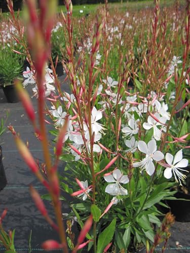 Garten-Prachtkerze Gambit ® White - Gaura lindheimeri Gambit ® White von Baumschule Pflanzenvielfalt