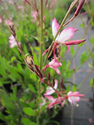 Garten-Prachtkerze Gambit Rose Bicolor - Gaura lindheimeri Gambit Rose Bicolor von Baumschule Pflanzenvielfalt