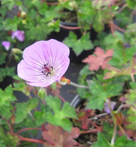 Garten-Storchschnabel Kelly-Anne - Geranium wallichianum Kelly-Anne von Baumschule Pflanzenvielfalt