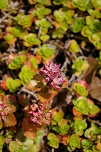 Gartenfettblatt Roseum Superbum -Teppich-Fettblatt - Sedum spurium Verpackungseinheit 1 von Baumschule Pflanzenvielfalt