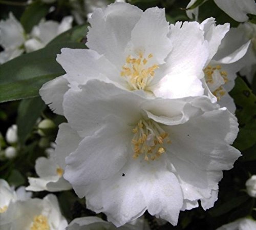 Gartenjasmin Dame Blanche - Philadelphus Dame Blanche - stark duftend (40-60) von Baumschule Pflanzenvielfalt