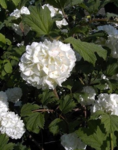 Gefüllter Schneeball Roseum - Echter Schneeball - Viburnum opulus Roseum (40-60) von Baumschule Pflanzenvielfalt