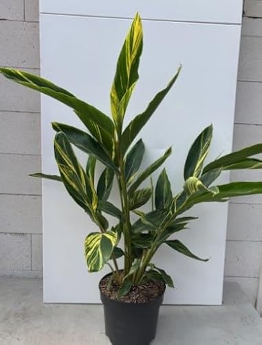 Gelbbunter Muschelingwer - Alpinia zerumbet Variegata - 60-80cm von Baumschule Pflanzenvielfalt