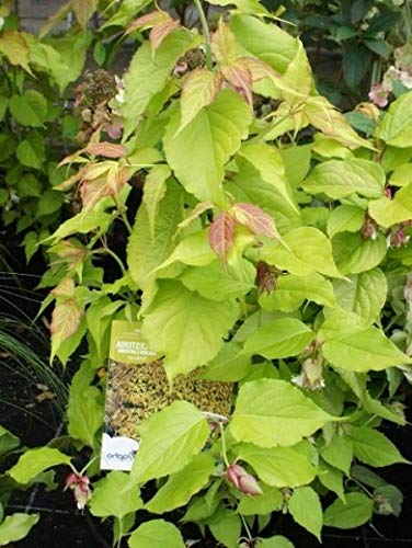 Gelblaubige Leycesterie Golden Lanterns - Karamellbeere - Buntdachblume - Leycesteria formosa Golden Lanterns (40-60) von Baumschule Pflanzenvielfalt