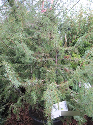 Gemeiner Wacholder - Juniperus communis von Baumschule Pflanzenvielfalt