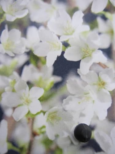 Geschlitzte Kirsche Yamadei - Prunus incisa Yamadei 40-60cm Geschlitzte Kirsche Yamadei - Prunus incisa Yamadei 40-60cm von Baumschule Pflanzenvielfalt
