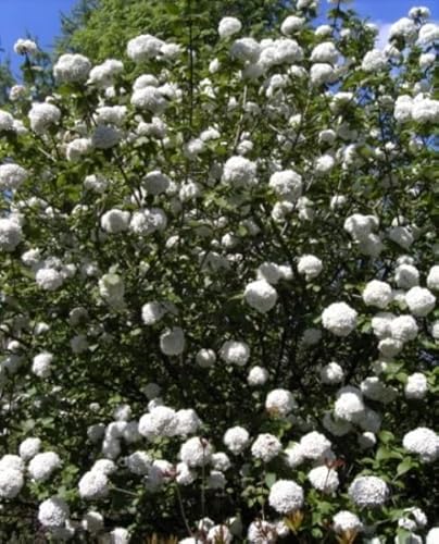 Großblumiger Duft-Schneeball - Viburnum x carlcephalum - stark duftend (40-60) von Baumschule Pflanzenvielfalt
