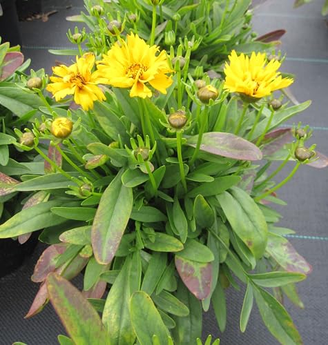 Großblumiges Mädchenauge Presto - Coreopsis grandiflora Presto von Baumschule Pflanzenvielfalt
