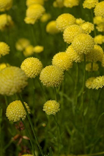 Grünes Heiligenkraut - Santolina rosmarinifolia Stückzahl Rabatt Einzelpreis von Baumschule Pflanzenvielfalt