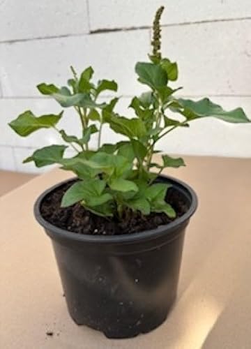 Guter Heinrich - Chenopodium bonus-henricus - Gemüse- und Heilpflanze Guter Heinrich - Chenopodium bonus-henricus - Gemüse- und Heilpflanze von Baumschule Pflanzenvielfalt