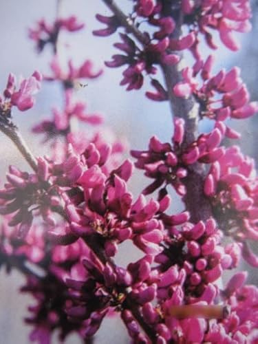 Hängender Judasbaum Covey - Cercis canadensis - 60-80cm von Baumschule Pflanzenvielfalt
