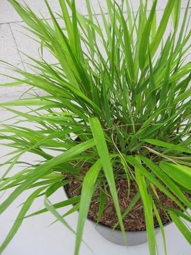 Hakonechloa macra Greenhills - Japanisches Berggras Verpackungseinheit 5 von Baumschule Pflanzenvielfalt