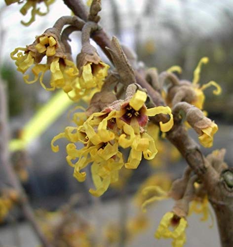 Hamamelis vernalis Sandra - Frühlings Zaubernuss Sandra - Blütenreich - stark duftend von Baumschule Pflanzenvielfalt