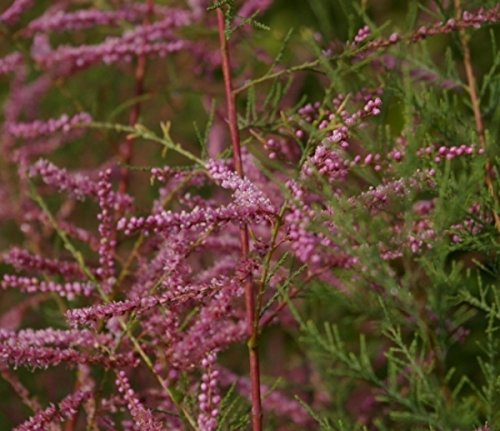 Heide Tamariske - Dünen Tamariske - Tamarix pentandra 60-100 von Baumschule Pflanzenvielfalt