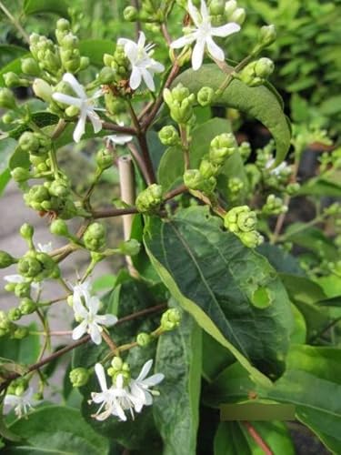 Heptacodium miconioides Tianshan - Sieben-Söhne-des-Himmels-Baum 80-100 von Baumschule Pflanzenvielfalt