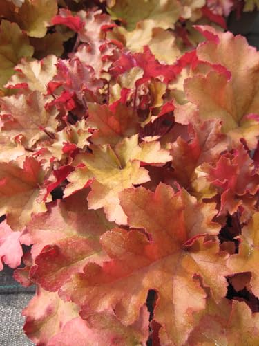 Heuchera villosa Marmelade - Purpurglöckchen Marmelade - Blattschmuckpflanze von Baumschule Pflanzenvielfalt