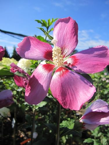 Hibiscus syriacus Pink Giant - Hochstamm - Garteneibisch von Baumschule Pflanzenvielfalt