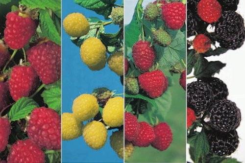 Himbeeren 4-Sorten Kombination 2 x rote - 1 x gelbe und 1 x schwarze Himbeerenpflanzen von Baumschule Pflanzenvielfalt
