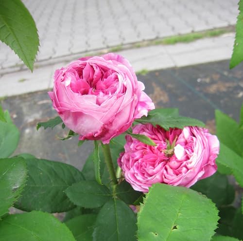 Historische Rose Yolande d'Aragon - Rosa Yolande d Aragon - Portlandrose - Vilbert Rose von Baumschule Pflanzenvielfalt