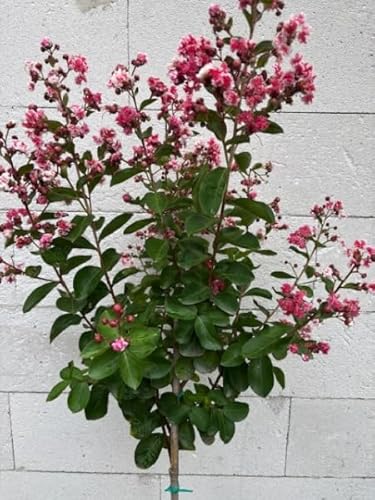 Hochstamm Chinesische Kräuselmyrte Berlingot Menthe - Lagerstroemia indica Berlingot Menthe von Baumschule Pflanzenvielfalt