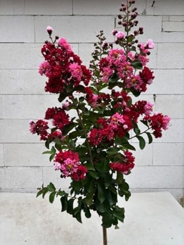 Hochstamm Chinesische Kräuselmyrte Dynamite - Lagerstroemia indica Dynamite von Baumschule Pflanzenvielfalt