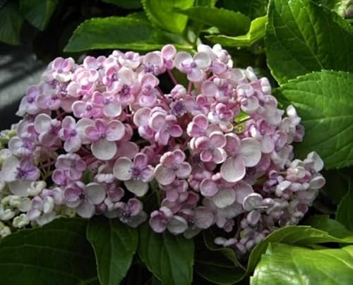 Hydrangea macrophylla Ayesha - Bauernhortensie - 30-40 cm von Baumschule Pflanzenvielfalt