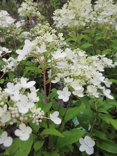 Hydrangea paniculata Petite ® Star - Rispenhortensie Petite ® Star von Baumschule Pflanzenvielfalt