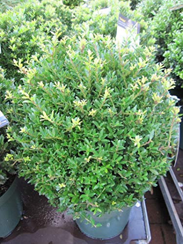 Ilex crenata Jelena (Twiggy) - japanische Stechpalme Jelena, Syn. Twiggy - Bergilex - Größe 30-40 cm von Baumschule Pflanzenvielfalt