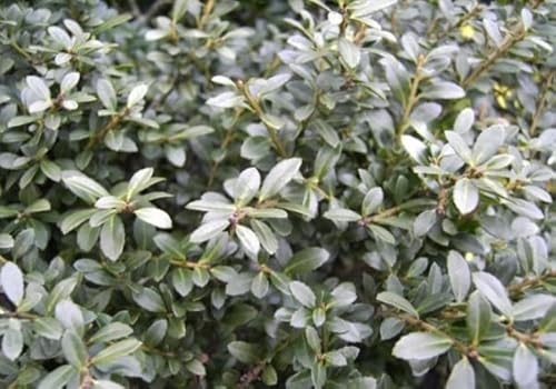 Ilex crenata Stokes - Buchs-Ilex Stokes - Niedriger Berg-Ilex Stokes Größe 50-60cm Ilex crenata Stokes - Buchs-Ilex Stokes - Niedriger Berg-Ilex Stokes Größe 50-60cm von Baumschule Pflanzenvielfalt