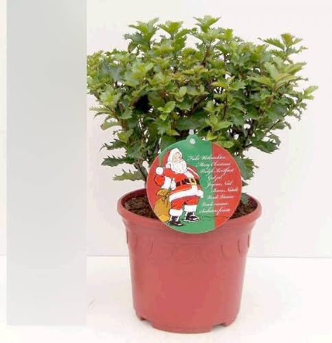 Ilex merserveae Little Rascal - Stechpalme Kleiner Strolch - im Dekotopf 30-40cm Verpackungseinheit 1 von Baumschule Pflanzenvielfalt