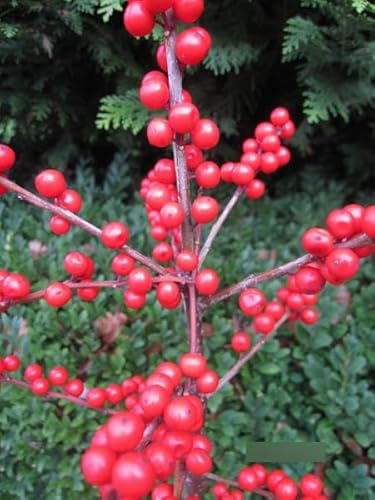 Ilex verticillata Red Sprite - Winterbeere Red Sprite - Korallenhülse - 60-80cm von Baumschule Pflanzenvielfalt