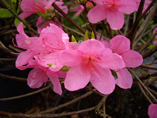 Japanische Azalee Madame Albert van Hecke - Rhododendron obtusum Madame 30-40 von Baumschule Pflanzenvielfalt