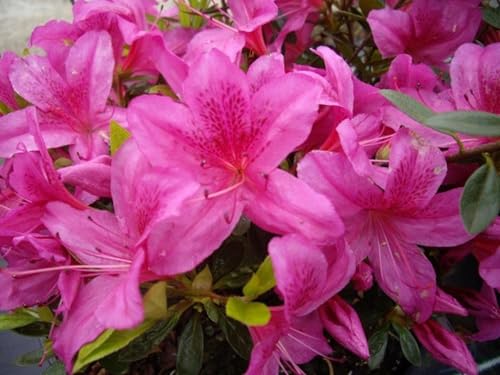 Japanische Azalee Purple Splendor - Rhododendron obtusum - 20-25cm von Baumschule Pflanzenvielfalt