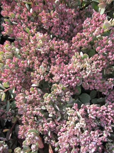 Japanische Fetthenne - Sedum cauticola - Felsen-Fettblatt - Himalaya-Fetthenne Stückzahl Rabatt 3er-Paket von Baumschule Pflanzenvielfalt