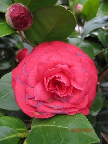 Japanische Kamelie Black Lace - Camellia japonica Black Lace von Baumschule Pflanzenvielfalt