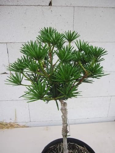 Japanische Schirmtanne Kobito - Zwergschirmtanne - Sciadopitys verticillata - Hochstamm von Baumschule Pflanzenvielfalt