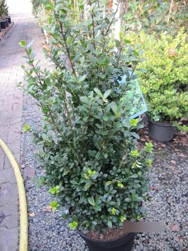 Japanische Stechpalme Caroline Upright - Ilex crenata Caroline Upright Japanische Stechpalme Caroline Upright - Ilex crenata Caroline Upright von Baumschule Pflanzenvielfalt