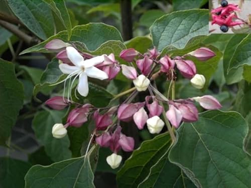 Japanischer Losbaum - Clerodendrum trichotomum fargesii - stark nach Lilien duftend - Rarität von Baumschule Pflanzenvielfalt