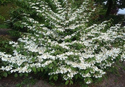 Japanischer Schneeball Mariesii - Etagen-Schneeball - Viburnum plicatum 60-80 von Baumschule Pflanzenvielfalt