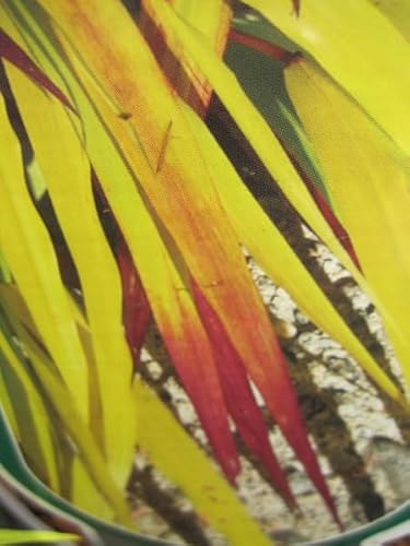 Japanisches Berggras Sunflare ® - Hakonechloa macra Sunflare ® von Baumschule Pflanzenvielfalt