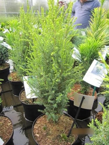 Juniperus communis Brynhyfryd Gold - Säulenwacholder 30-40 von Baumschule Pflanzenvielfalt