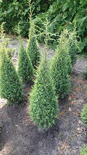 Juniperus communis Hibernica - Irischer Säulenwacholder - 60-80 von Baumschule Pflanzenvielfalt