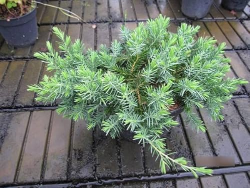 Juniperus conferta Blue Pacific - Kriechwacholder Blue Pacific von Baumschule Pflanzenvielfalt