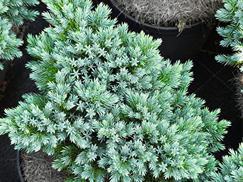 Juniperus sqamata Blue Star - Blauer Zwerg-Wacholder Blue Star von Baumschule Pflanzenvielfalt