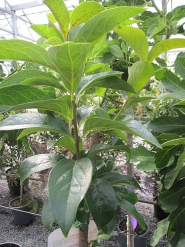 Kakibaum Cioccolatino - Diospyrus Kaki - Hochstamm von Baumschule Pflanzenvielfalt